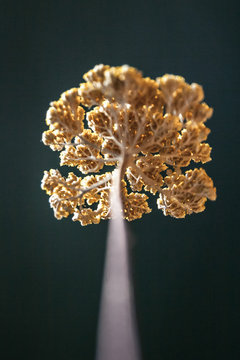 Dried yellow yarrow