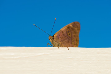 Beautiful butterfly that sits. Photo taken at the beach in the Dominican Republic.