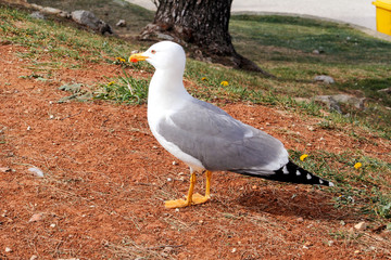 Seagull close shot and resting on dock. Seagull standing on the grass and rest with a beautiful natural environment in the background. Seagull close shot and posing of the camera.