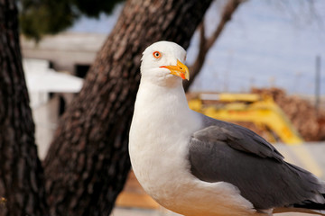 Seagull close shot and resting on dock. Seagull standing on the grass and rest with a beautiful natural environment in the background. Seagull close shot and posing of the camera.