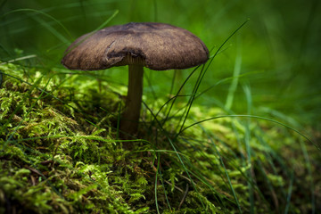 Grün leuchtendes Moos und ein brauner Pilz
