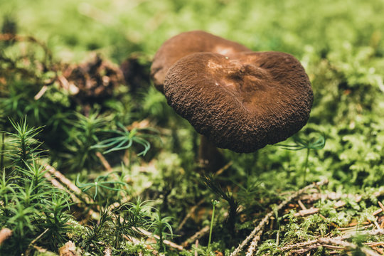 Braunkappe im Wald
