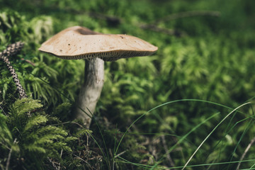 Fototapeta na wymiar Pilzsaison, aber Vorsicht vor giftigen Pilzen