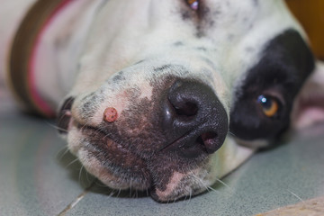 Lying English pointer mix phenotype white dog in black dots portrait close-up with big wart on the...