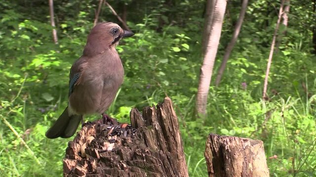 Jay on an old stump. Close-up. 