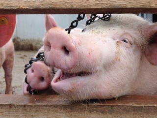 Schweine