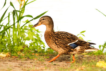 Ente