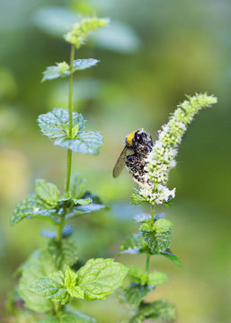 Covered in pollen bumblebee pollinating mint flower