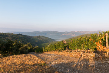 Naklejka premium Idyllische Weinberge in Chianti, Toskana, Italien