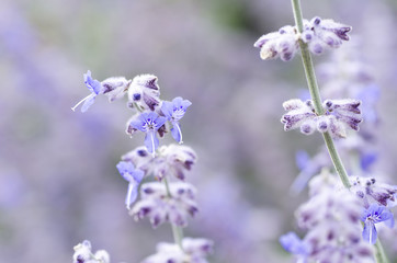 Close-up view of a lavender flower on a lavender field