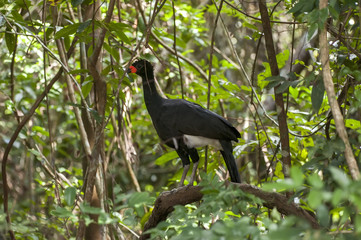 Curassow