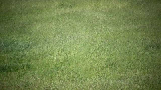 Wind swings a green grass in the field in sunny day