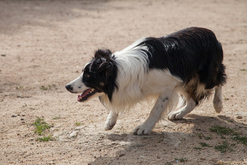 Le border collie