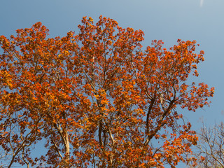 Tree with new rejuvenated red leaves
