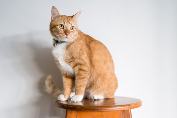Orange cat on wooden chair