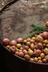  Vegetables, crops, potatoes, beets, onions, garlic, dill, greens, a lot, Fresh, organic, natural, farm, country, early, collect, morning, Grow, seedling, leaves, fruit, juicy, diet, plants Seasonal, 