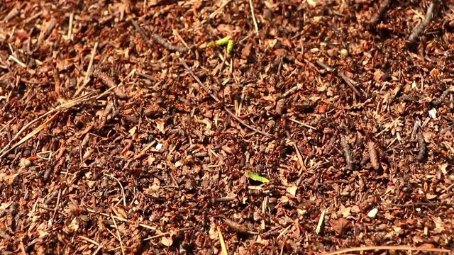 Slow vertical panning of anthill covered by ants swarming  close up. Ants crowd on nest surface.