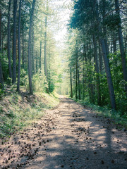 Unbefestigter Waldweg