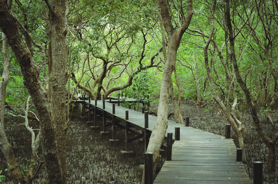 Fototapeta Pathway walk through  the mangrove forest.