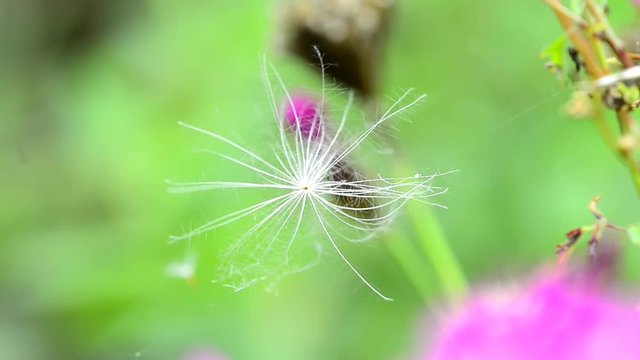 Samen tanzt im Wind