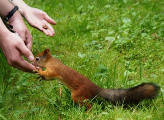 feading the squierrel