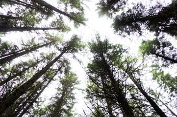 Contre-plongée lumineuse sur des arbres dans un paysage forestier naturel et apaisant