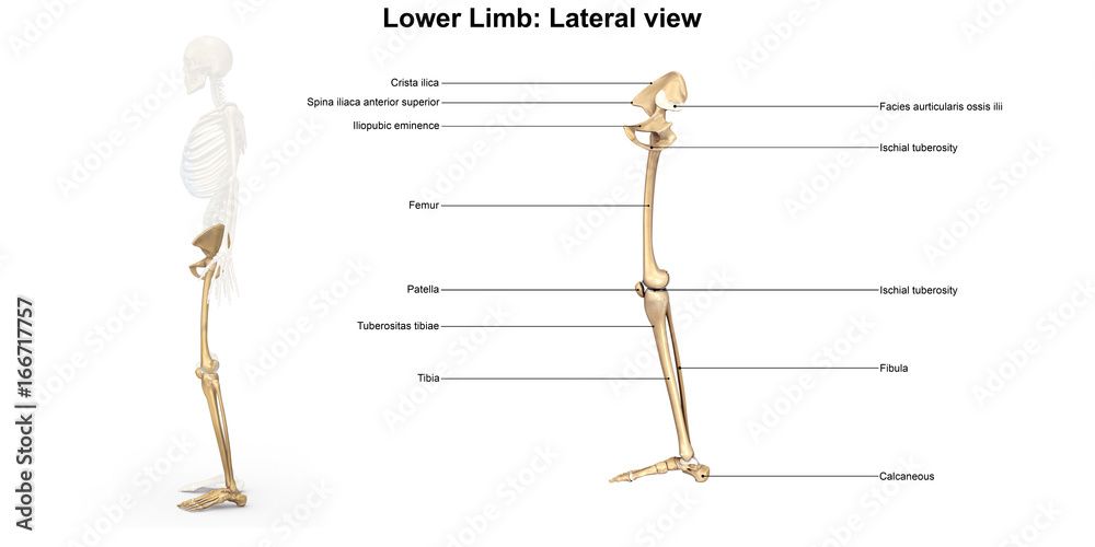 Wall mural skeleton_lower limb_lateral view