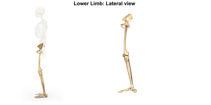 Skeleton_Lower limb_Lateral view