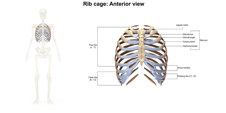 Skeleton_Rib cage_Anterior view