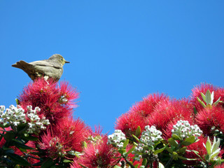 New Zealand Chrsitmas Tree