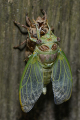 Cigale befreit sich aus ihrer Larvenhülle