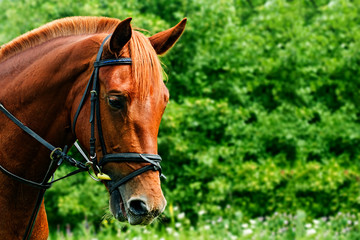 Obraz premium Portrait of a red horse on a green background