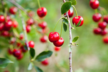 Red Cherries on Branches