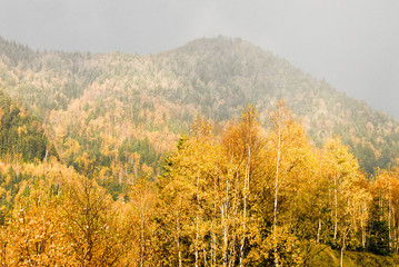 Fototapeta premium 夕日が照らす秋の黄葉の山（北海道・上川）