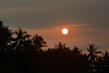 Coconut Sunset