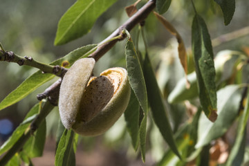 amande sur l'arbre