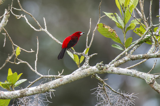 Brazilian Tanager
