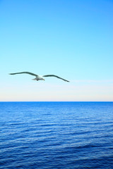 Seascape with soaring sea-gull