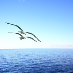 Fototapeta na wymiar Seascape with seagulls
