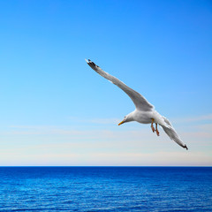 Fototapeta na wymiar Seascape with seagull