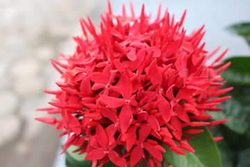 Flor vermelha em arranjo