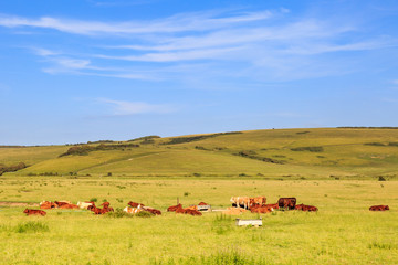 Cows on the South Downs