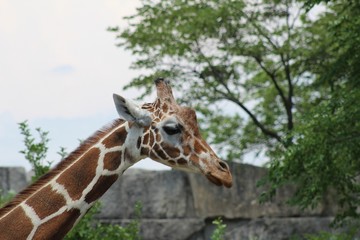 giraffe