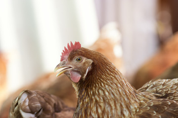 Brown chicken waiting feed in stall at the farm. Hen indoor on a farm yard in Thailand. Close up eyes and blur background. Portrait animal.
