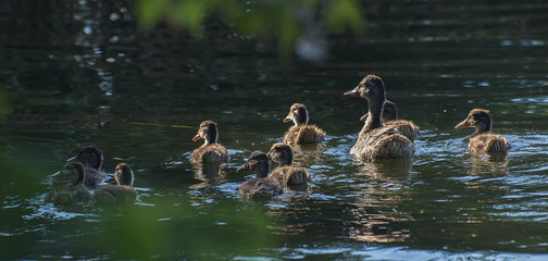 Duck with ducklings in river flood