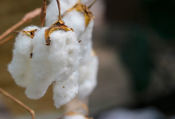 white riped cotton flower on the tree