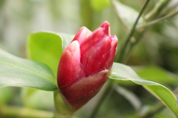 Botão de bromélia vermelho