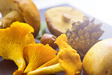 Different forest mushroom, pinecone, still life, background, cover