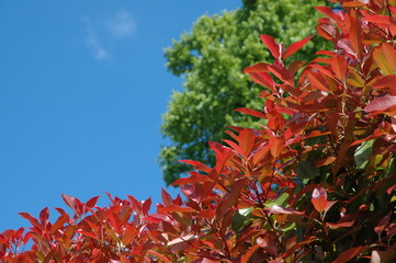 Blauer Himmel im Herbst. Feuer vor Gr&uuml;n