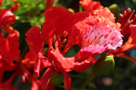 Orqu&iacute;dea vermelha como o fodo